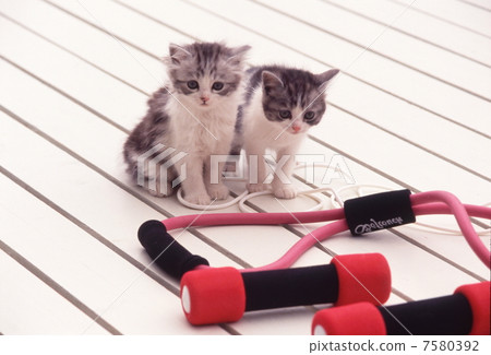 Two kitten Two kitten 7580392