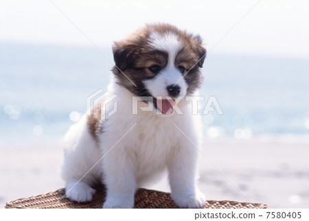 小狗在沙灘上玩 小狗在沙灘上玩 7580405