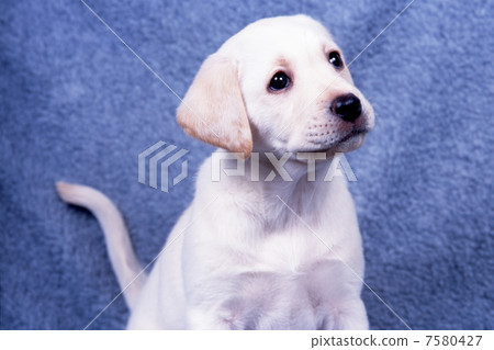 拉布拉多獵犬 拉布拉多獵犬 7580427