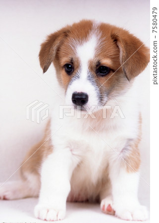 柯基犬 柯基犬 7580479