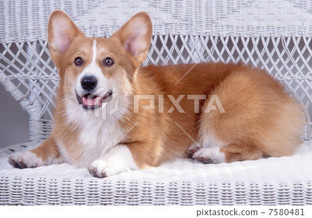 柯基犬 7580481