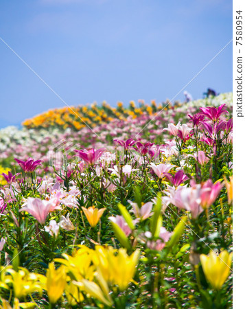 大阪Maijima百合公園 7580954