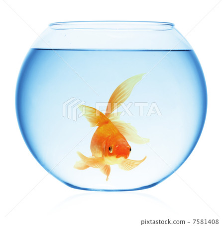 goldfish jumping out of the water 7581408