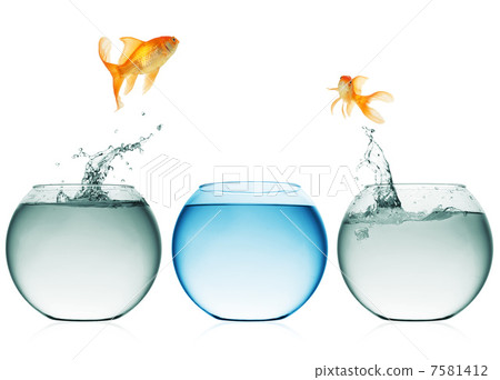 goldfish jumping out of the water 7581412