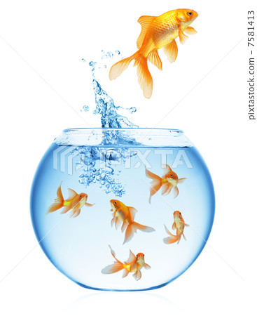goldfish jumping out of the water goldfish jumping out of the water 7581413