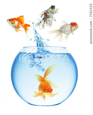 goldfish jumping out of the water 7581429