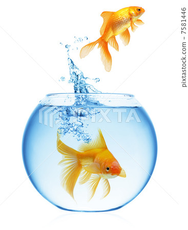 goldfish jumping out of the water 7581446