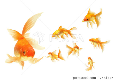 gold fish 7581476