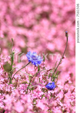 在Fukuro Nadeshiko開花的Shikiku 7581506