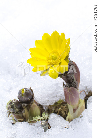 The arrival of spring Fukujusou 7581763