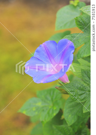 A morning glory in the summer 7581913
