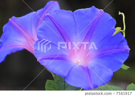 A morning glory in the summer A morning glory in the summer 7581917