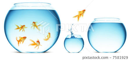 goldfish jumping out of the water 7581929