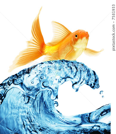 goldfish jumping out of the water 7581933