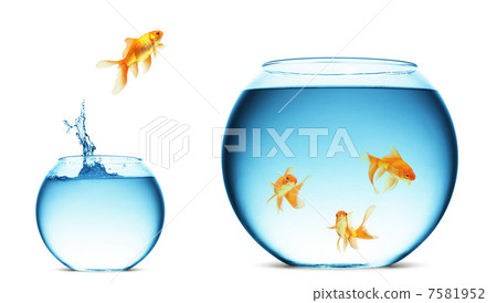 goldfish jumping out of the water 7581952