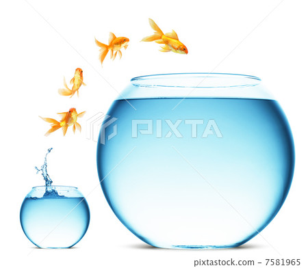 goldfish jumping out of the water 7581965