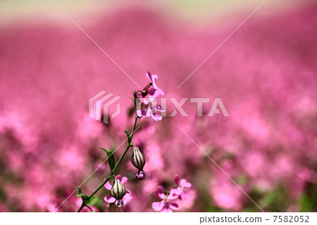 Fukuro Nadeshiko's flower garden Fukuro Nadeshiko's flower garden 7582052