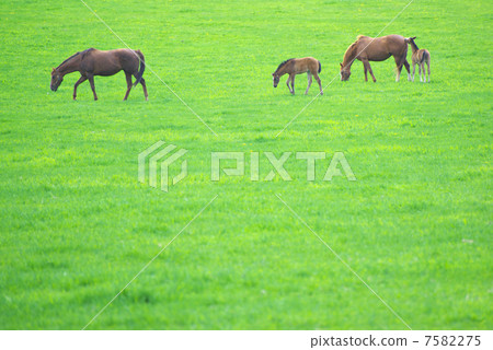 在北海道日高地區的純種生產牧場放牧的馬的父母子女 7582275