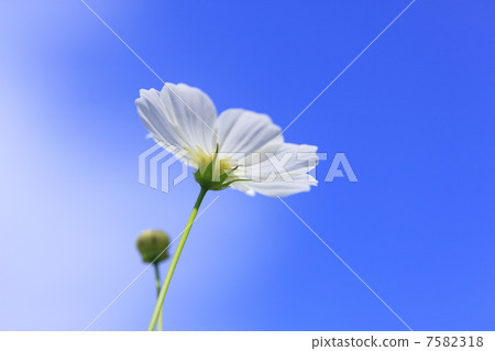 Cosmos Cosmos 7582318