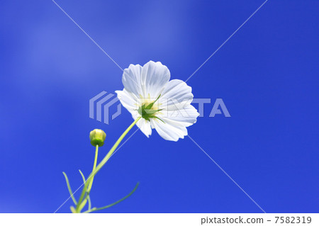 Cosmos Cosmos 7582319