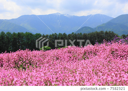 Fukuro Nadeshiko的花園 7582321