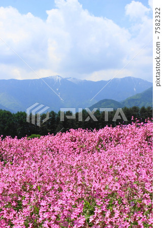 Fukuro Nadeshiko的花園 Fukuro Nadeshiko的花園 7582322