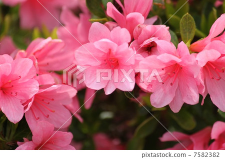 Azalea 7582382