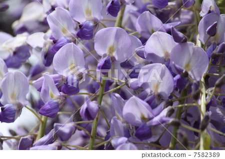 Close-up of wisteria flowers Close-up of wisteria flowers 7582389