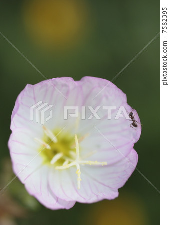 月見草桐 7582395