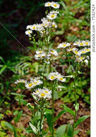 Plant · Haldione Asteraceae Plant · Haldione Asteraceae 7582424