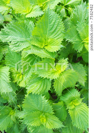 Scent of leaves Scent of leaves 7582482
