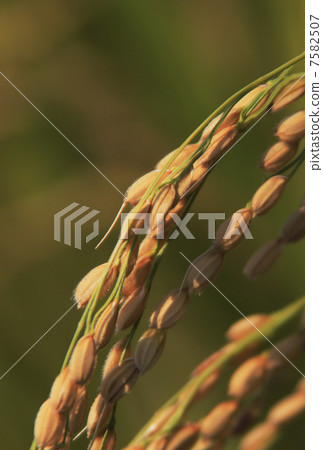 Fruit rice 7582507