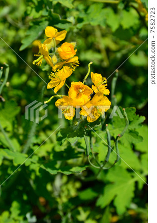 植物·Yunobi Poaceaceae 7582723