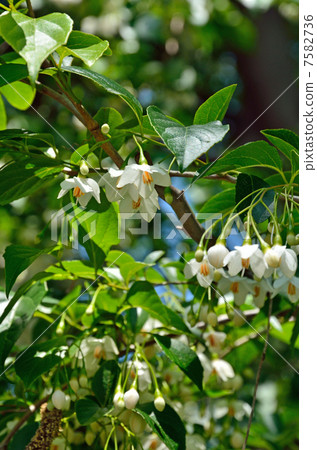 Tree · Egonoki Ekonoki 7582736