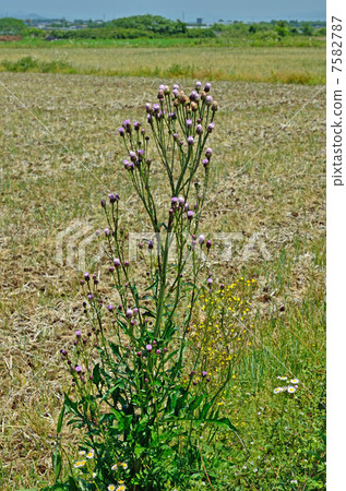 植物·狐狸薊菊花 植物·狐狸薊菊花 7582787