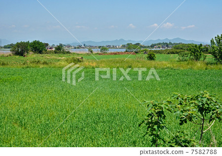 Take a stroll through Tama Arin Numa - cho 7582788
