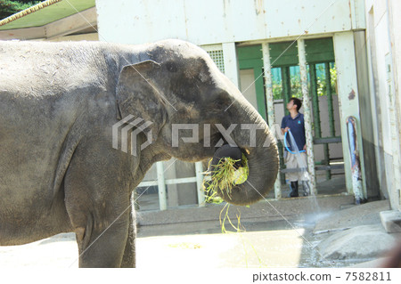 亞洲大象 7582811