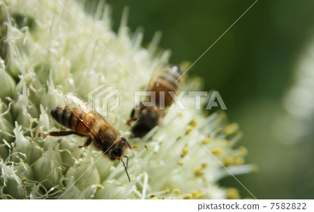 蜜蜂 7582822