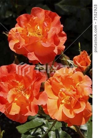 Rose Princess Michiko 04 7582928