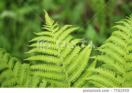 Fern leaf　 7582939