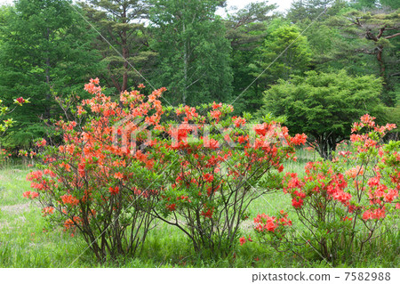 富士山Yoshidaguchi杜鵑花杜鵑花的杜鵑花茶道的特寫鏡頭街道 富士山Yoshidaguchi杜鵑花杜鵑花的杜鵑花茶道的特寫鏡頭街道 7582988