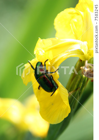 Canadian iris Canadian iris 7583245