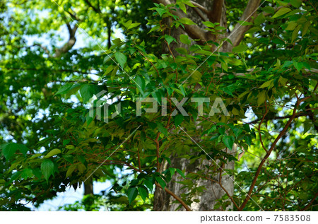 樹·Mukunoki家庭 7583508