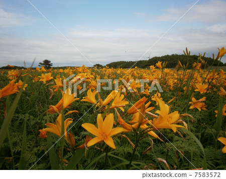 Nikko Kisoge 1 7583572