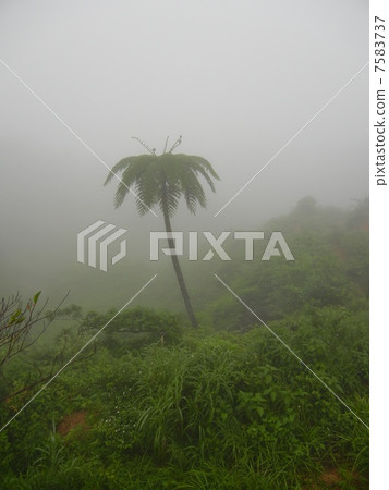 垂懸在霧的蜥蜴 垂懸在霧的蜥蜴 7583737