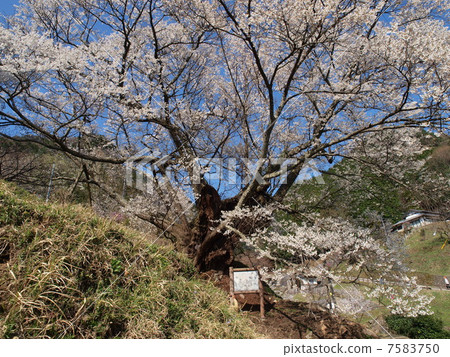 佛寺櫻花（烏達） 7583750