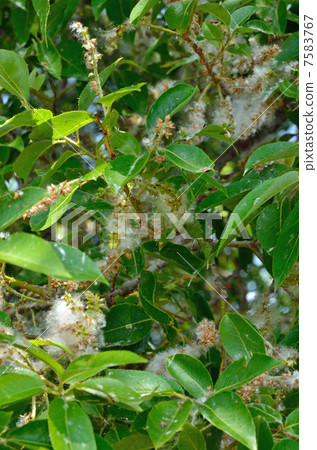 Tree · Red-eyed Willow Department Tree · Red-eyed Willow Department 7583767