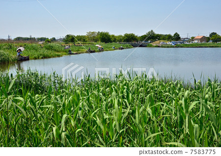 在Gaba沼澤地的Takara Izuma·Makomo附近散步 7583775