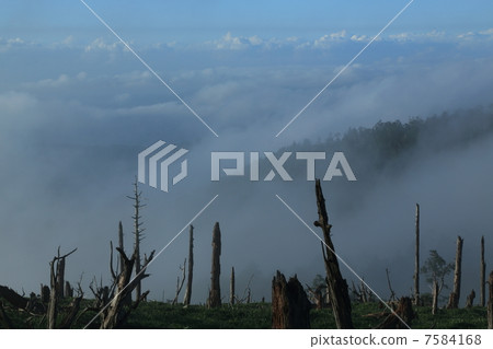 Nara daikigahara 7584168