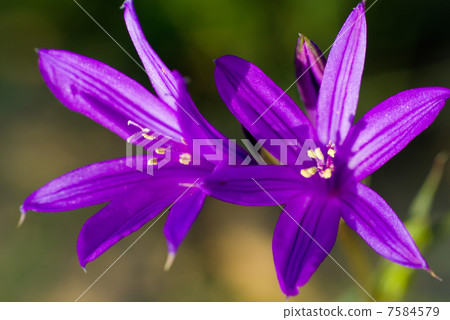 purple flowers 7584579